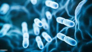 probiotics for digestive health write for us 